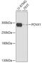 Pecanex 1 antibody, 18-024, ProSci, Western Blot image 