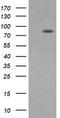 Dynamin-1-like protein antibody, TA506153AM, Origene, Western Blot image 