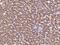 Ankyrin Repeat Domain 33B antibody, 204485-T10, Sino Biological, Immunohistochemistry frozen image 