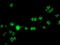 Crystallin Zeta Like 1 antibody, TA504617, Origene, Immunofluorescence image 