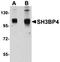 SH3 domain-binding protein 4 antibody, orb75201, Biorbyt, Western Blot image 
