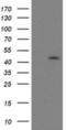 Ganglioside Induced Differentiation Associated Protein 1 Like 1 antibody, NBP2-00946, Novus Biologicals, Western Blot image 