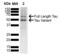 Microtubule Associated Protein Tau antibody, SPC-801D-A565, StressMarq, Western Blot image 