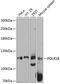 DNA-directed RNA polymerase I subunit RPA2 antibody, GTX65567, GeneTex, Western Blot image 