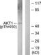 Akt antibody, TA313261, Origene, Western Blot image 