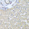 COTL1 antibody, 19-411, ProSci, Immunohistochemistry frozen image 