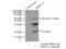 Mitochondrial Ribosomal Protein L13 antibody, 16241-1-AP, Proteintech Group, Immunoprecipitation image 