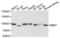 HMP antibody, LS-C332240, Lifespan Biosciences, Western Blot image 
