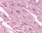 Muscarinic acetylcholine receptor M3 antibody, TA316627, Origene, Immunohistochemistry frozen image 