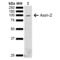 Axin-2 antibody, LS-C775200, Lifespan Biosciences, Western Blot image 