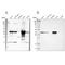 Acetyl-CoA Acyltransferase 1 antibody, NBP1-85786, Novus Biologicals, Western Blot image 