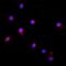 Keratin 20 antibody, A02828-2, Boster Biological Technology, Immunofluorescence image 