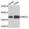 Methyl-CpG Binding Domain Protein 3 antibody, A-1008-100, Epigentek, Western Blot image 