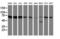 Fragile X mental retardation 1 protein antibody, LS-C173739, Lifespan Biosciences, Western Blot image 