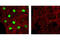 c-Myc antibody, 2272S, Cell Signaling Technology, Immunocytochemistry image 
