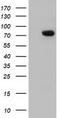 Rho GTPase Activating Protein 25 antibody, TA501746, Origene, Western Blot image 