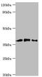 Macrophage-capping protein antibody, orb352767, Biorbyt, Western Blot image 