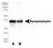 Synaptophysin antibody, TA337123, Origene, Western Blot image 