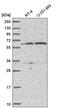 Protein TBRG4 antibody, HPA050430, Atlas Antibodies, Western Blot image 