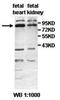 AM2 antibody, orb77496, Biorbyt, Western Blot image 