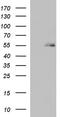 Bardet-Biedl Syndrome 4 antibody, NBP2-46564, Novus Biologicals, Western Blot image 