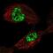 TATA-Box Binding Protein Associated Factor 5 Like antibody, PA5-66966, Invitrogen Antibodies, Immunofluorescence image 
