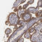 CD55 Molecule (Cromer Blood Group) antibody, HPA002190, Atlas Antibodies, Immunohistochemistry paraffin image 