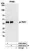 RNase H1 antibody, A305-357A, Bethyl Labs, Immunoprecipitation image 