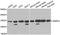 Small Nuclear Ribonucleoprotein Polypeptide A antibody, orb247419, Biorbyt, Western Blot image 