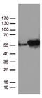 DExD-Box Helicase 39B antibody, TA812661, Origene, Western Blot image 