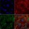 Autophagy Related 4C Cysteine Peptidase antibody, SPC-632D-A488, StressMarq, Immunocytochemistry image 