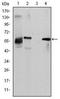 ATP Binding Cassette Subfamily G Member 2 (Junior Blood Group) antibody, AM06631SU-N, Origene, Western Blot image 