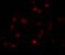 Calcium Binding Protein 7 antibody, A15152-2, Boster Biological Technology, Immunofluorescence image 