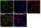 p21 antibody, 14-6715-81, Invitrogen Antibodies, Immunofluorescence image 