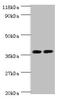 Annexin A2 antibody, A52816-100, Epigentek, Western Blot image 