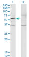 Gasdermin E antibody, LS-C197045, Lifespan Biosciences, Western Blot image 