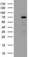 NUMB Endocytic Adaptor Protein antibody, LS-C336475, Lifespan Biosciences, Western Blot image 
