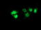 Non-Homologous End Joining Factor 1 antibody, TA502004, Origene, Immunofluorescence image 