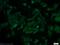 Death Associated Protein Kinase 2 antibody, 20048-1-AP, Proteintech Group, Immunofluorescence image 