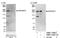 Rho guanine nucleotide exchange factor 5 antibody, NBP1-23000, Novus Biologicals, Western Blot image 