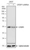 Craniofacial Development Protein 1 antibody, NBP2-43759, Novus Biologicals, Western Blot image 