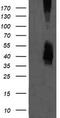 Mitogen-Activated Protein Kinase Kinase 3 antibody, CF505642, Origene, Western Blot image 