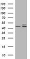 Tubulin Beta 2B Class IIb antibody, TA506623AM, Origene, Western Blot image 