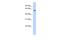 PiggyBac transposable element-derived protein 3 antibody, A15687, Boster Biological Technology, Western Blot image 