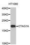 Cancer/Testis Antigen 1B antibody, abx126874, Abbexa, Western Blot image 