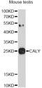 Calcyon Neuron Specific Vesicular Protein antibody, abx125599, Abbexa, Western Blot image 