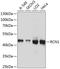 Reticulocalbin 1 antibody, A03584, Boster Biological Technology, Western Blot image 