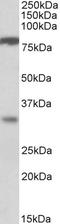 Chloride Channel Accessory 1 antibody, EB06800, Everest Biotech, Western Blot image 