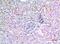 X-Ray Repair Cross Complementing 6 antibody, A01732-1, Boster Biological Technology, Immunohistochemistry frozen image 