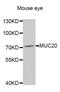 Mucin 20, Cell Surface Associated antibody, MBS127501, MyBioSource, Western Blot image 